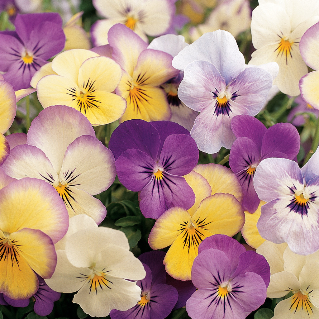 Speedling Incorporated Pansy & Viola Program Speedling Incorporated